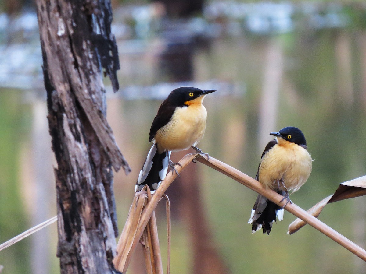 Black-capped Donacobius - Alex Mesquita