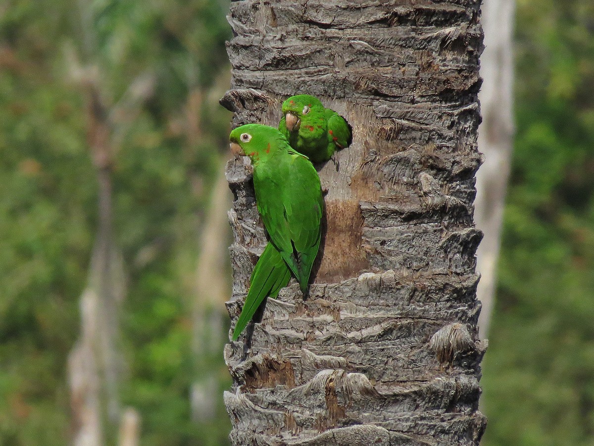 White-eyed Parakeet - ML112664681