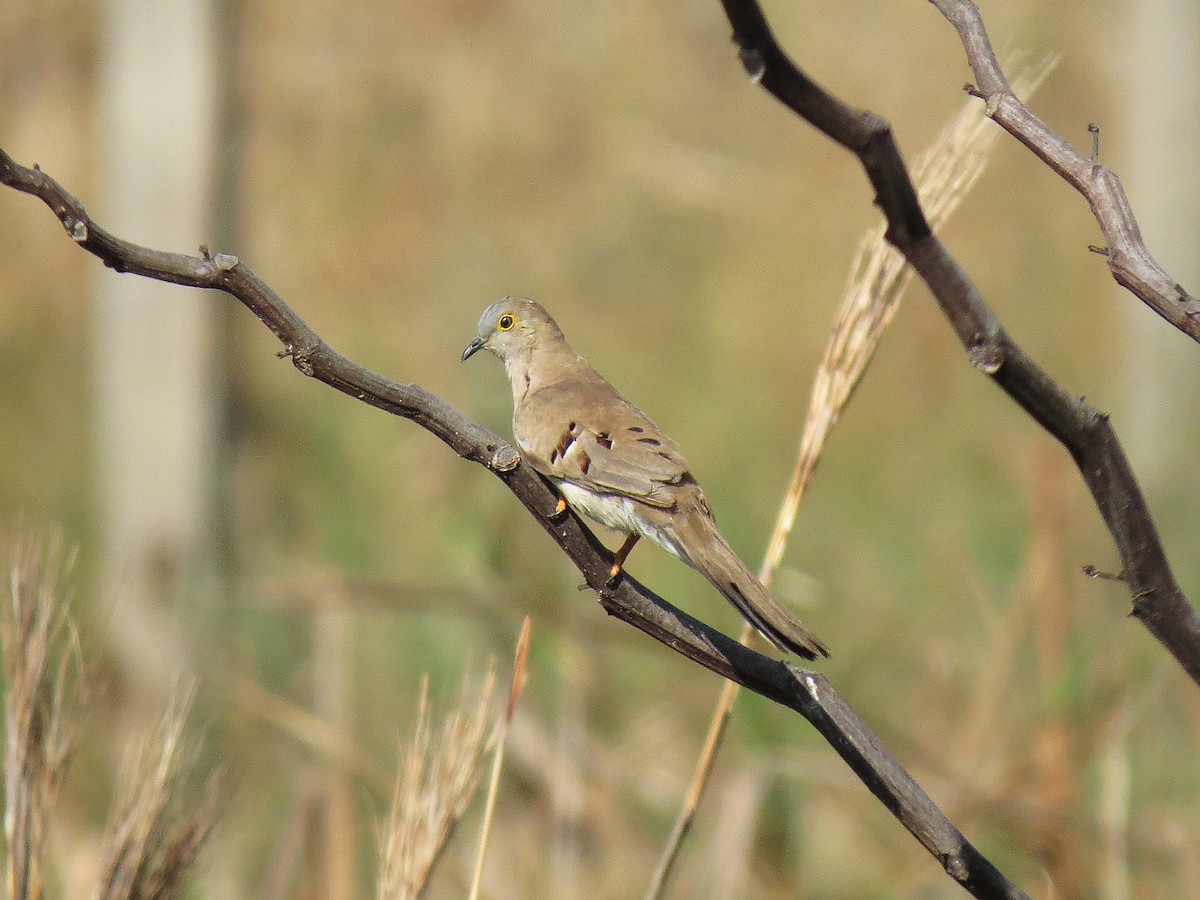 Long-tailed Ground Dove - Alex Mesquita