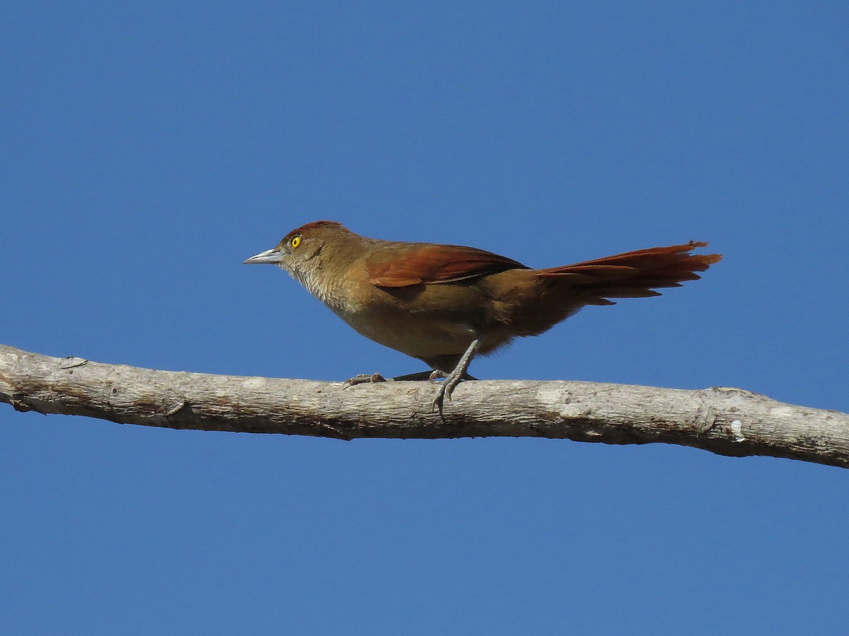 Greater Thornbird - ML112665121