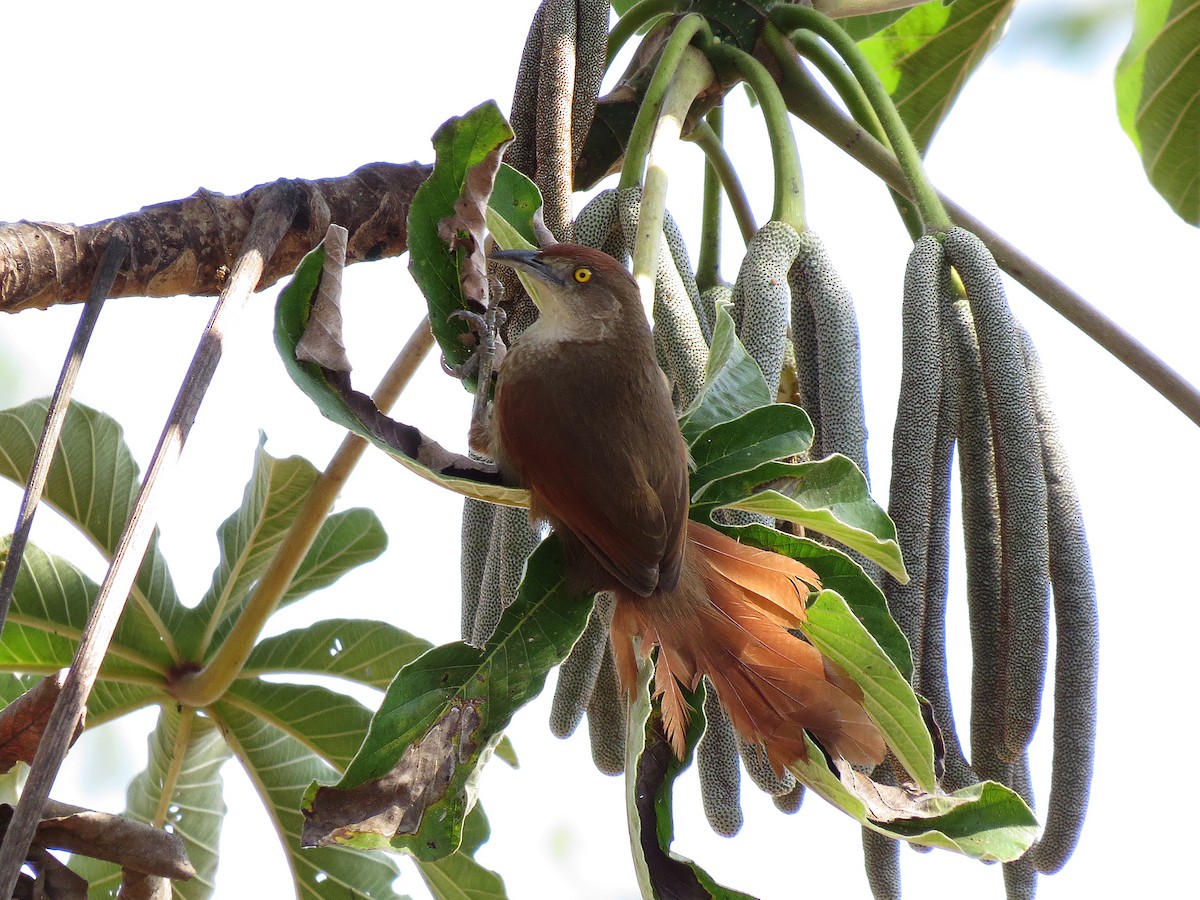 Synallaxe rouge - ML112665151