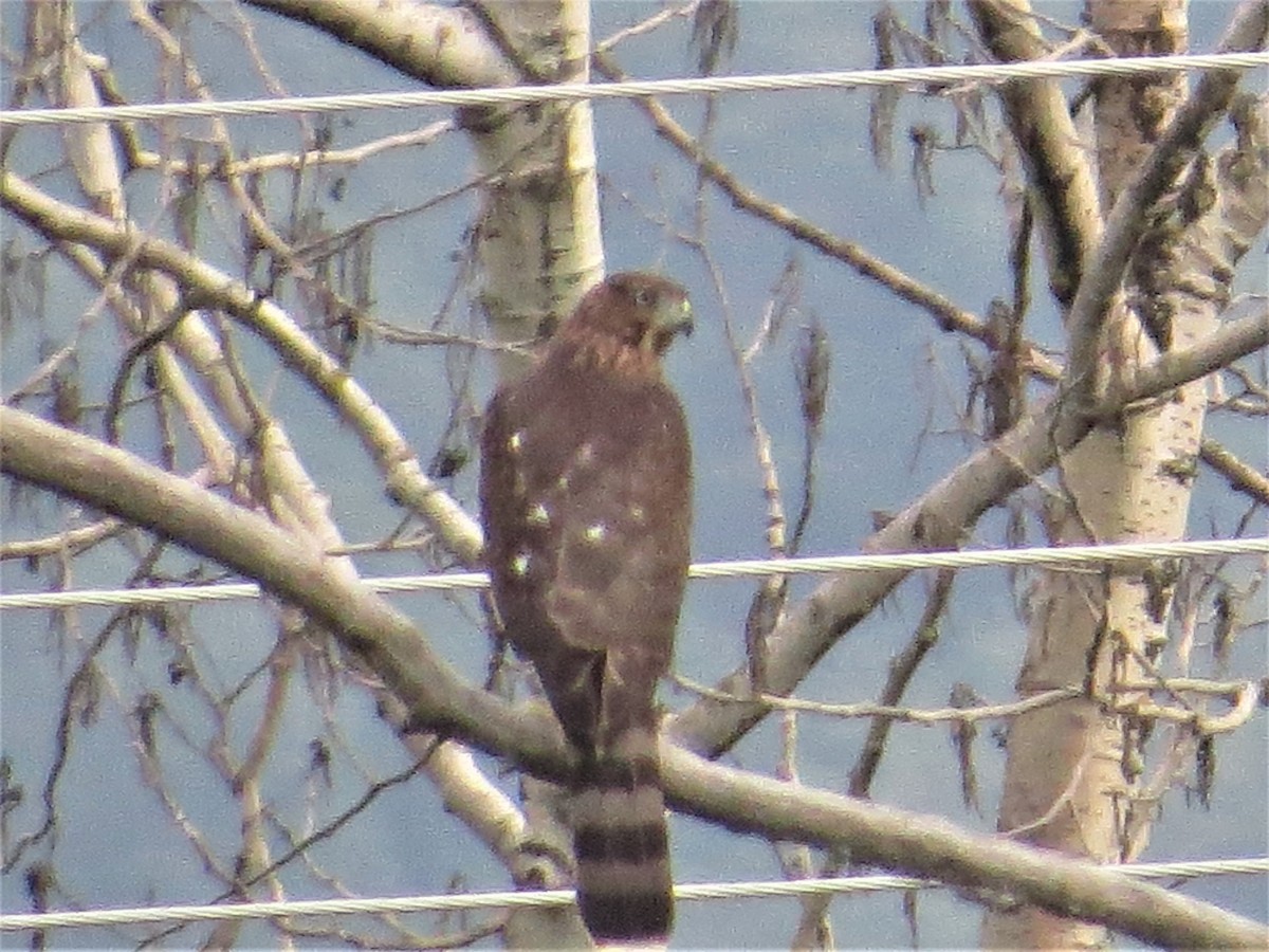 Cooper's Hawk - ML112665621