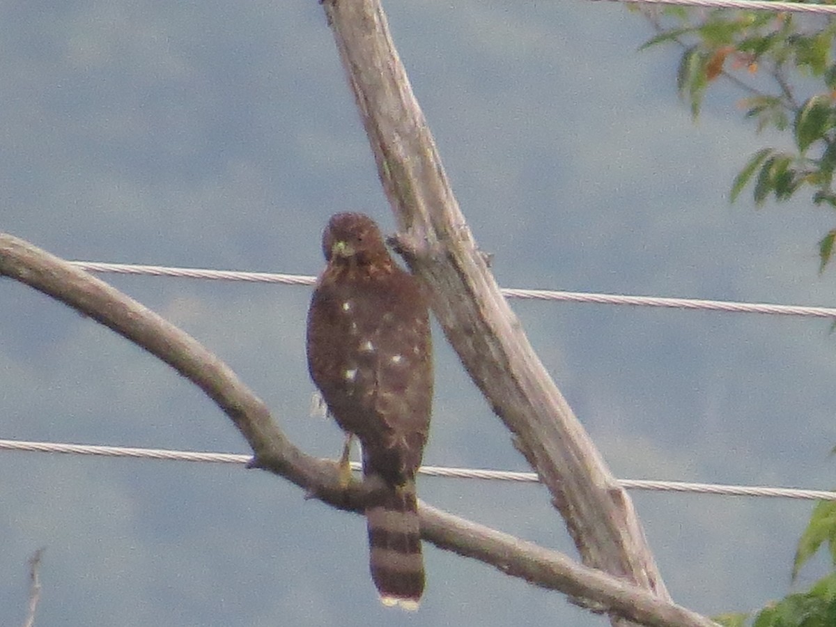 Cooper's Hawk - ML112665641