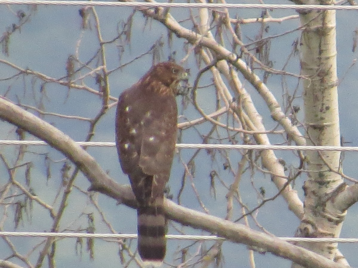 Cooper's Hawk - ML112665661