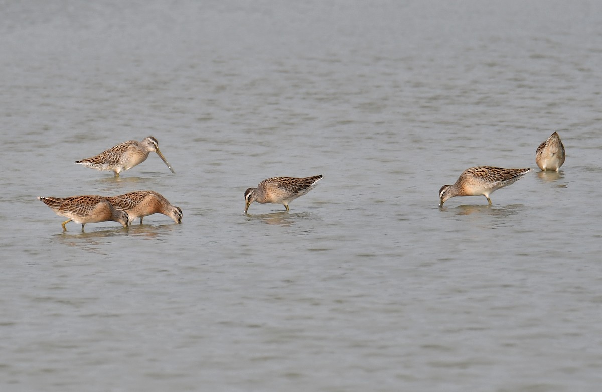 Short-billed Dowitcher - ML112665861