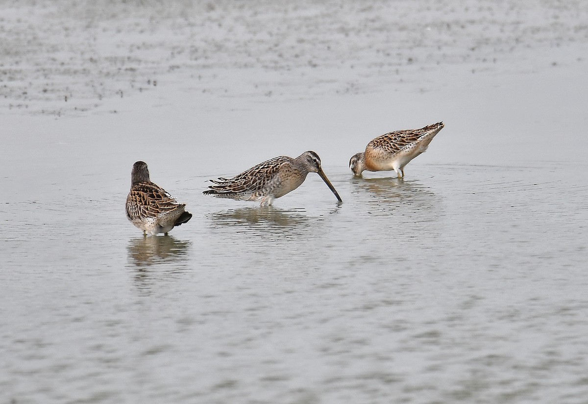 Short-billed Dowitcher - ML112665871