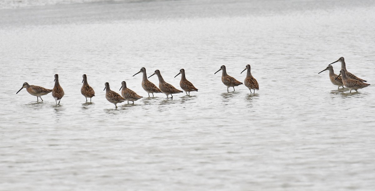 Short-billed Dowitcher - ML112665901