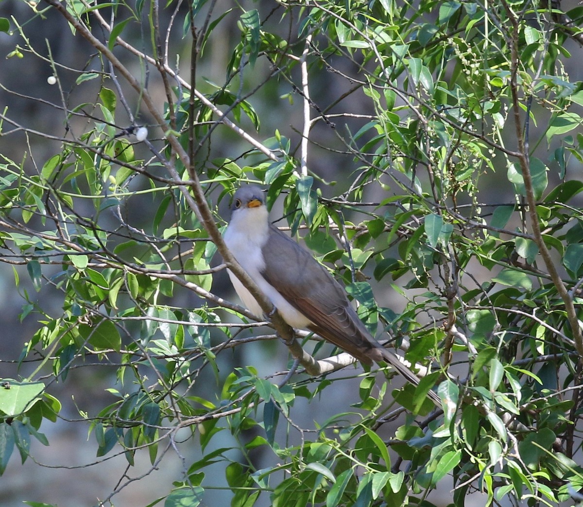 Yellow-billed Cuckoo - ML112666531