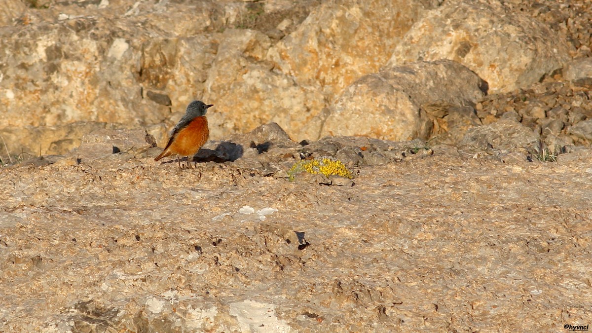 Rufous-tailed Rock-Thrush - ML112667631