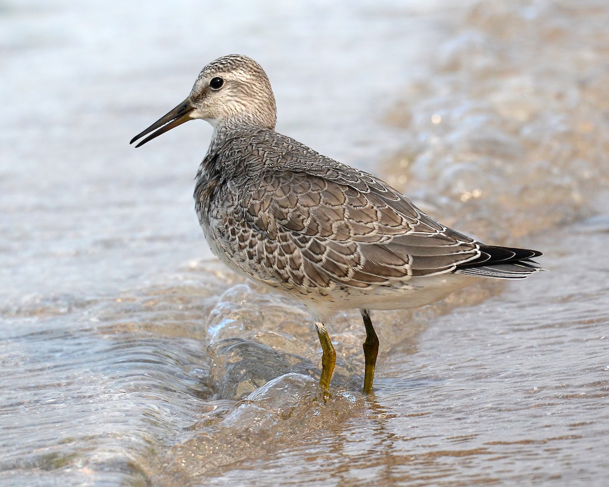 Red Knot - Ed McAskill