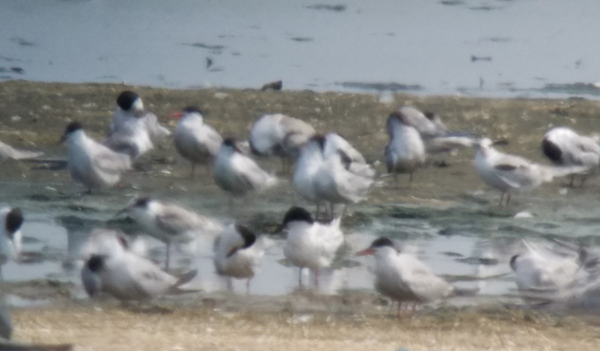 Roseate Tern - ML112671211