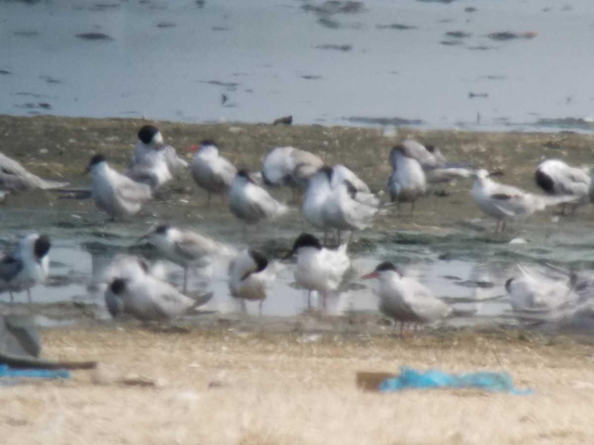 Roseate Tern - ML112671351