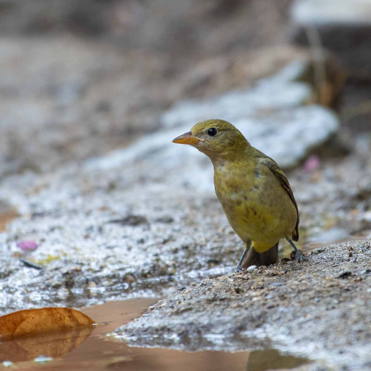 Western Tanager - ML112672521