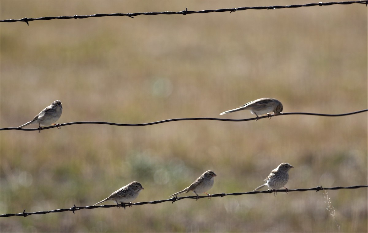 Brewer's Sparrow - Brenda Wright