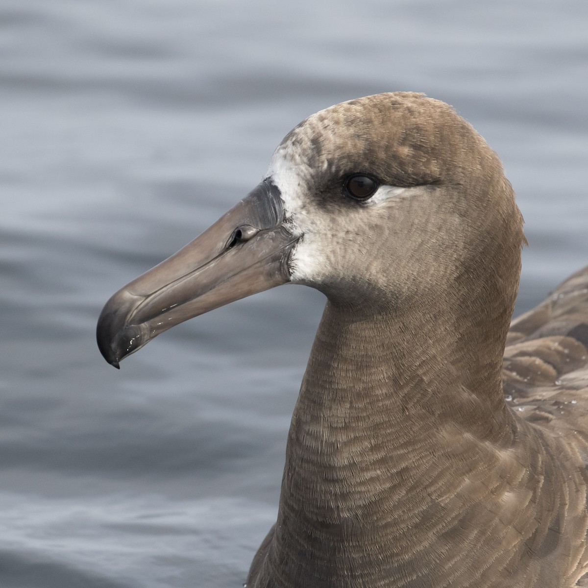 Albatros Patinegro - ML112673581