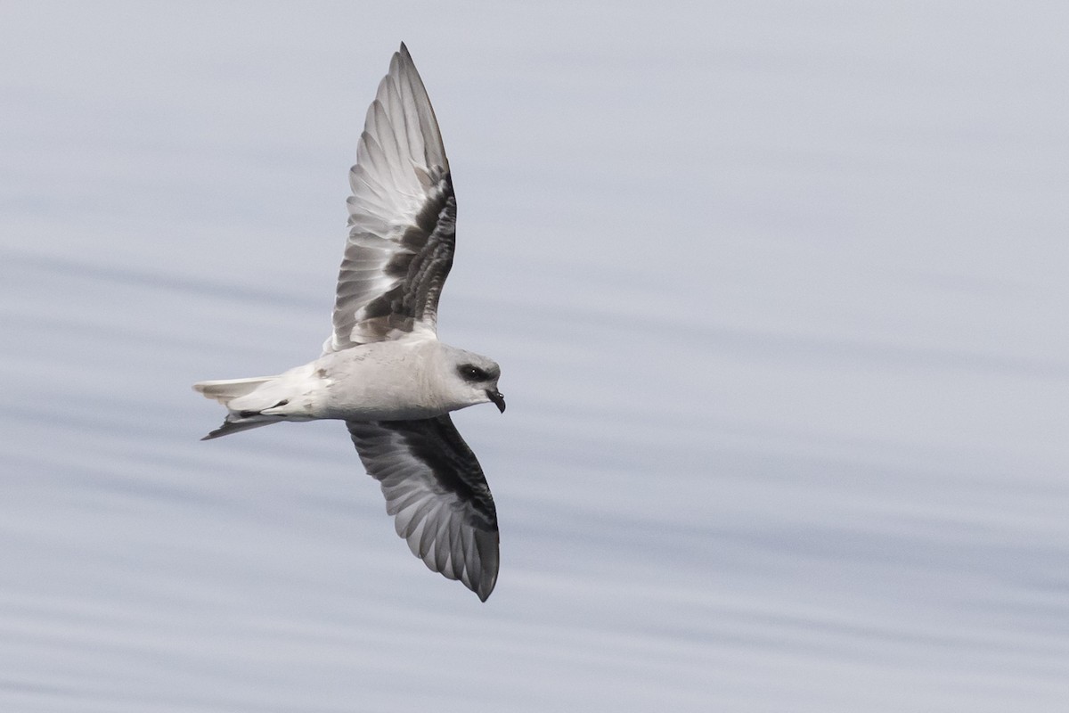 Fork-tailed Storm-Petrel - Ken Chamberlain
