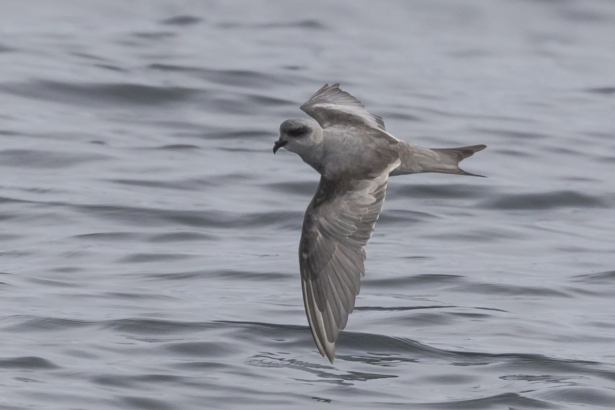 Fork-tailed Storm-Petrel - Ken Chamberlain