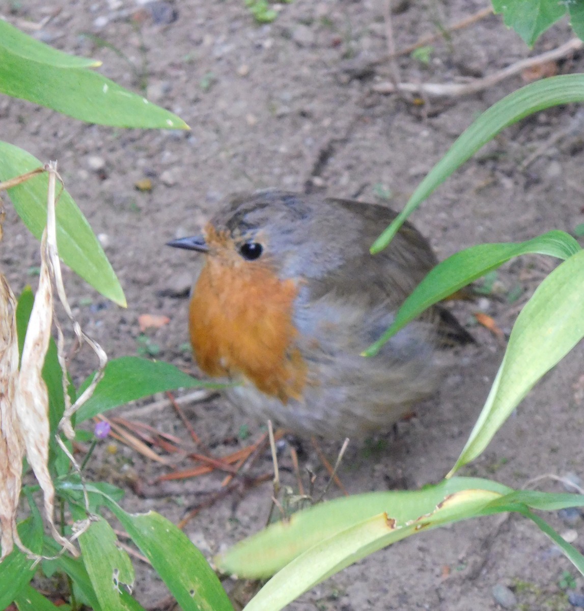 European Robin - Dan Marchant