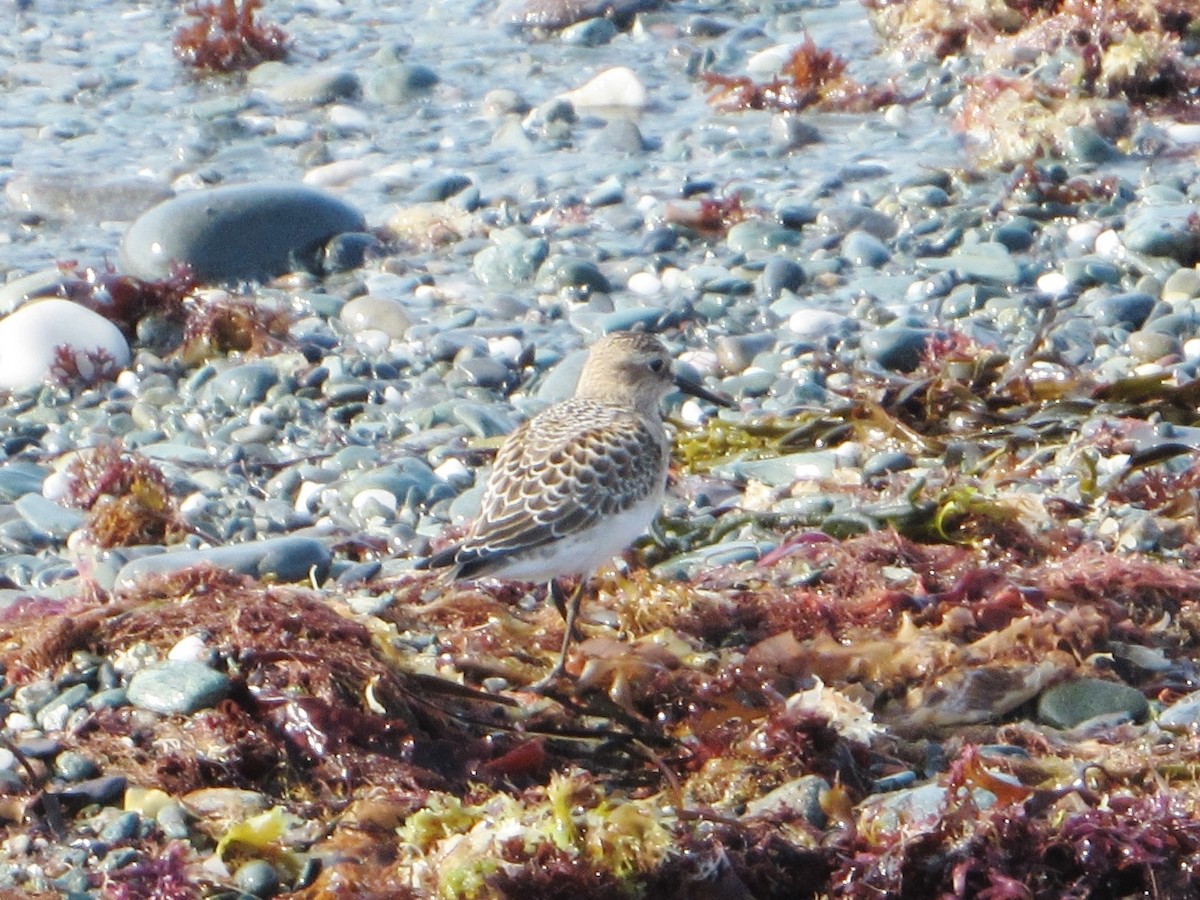 Baird's Sandpiper - ML112674981