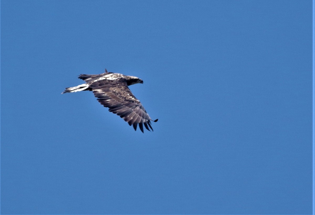 Bald Eagle - ML112678511