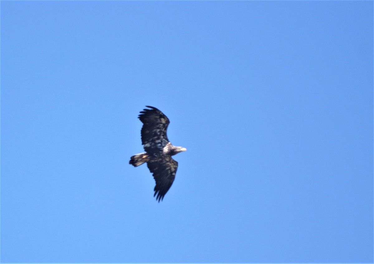 Bald Eagle - ML112678551