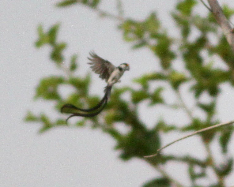 Pin-tailed Whydah - Roger Clark