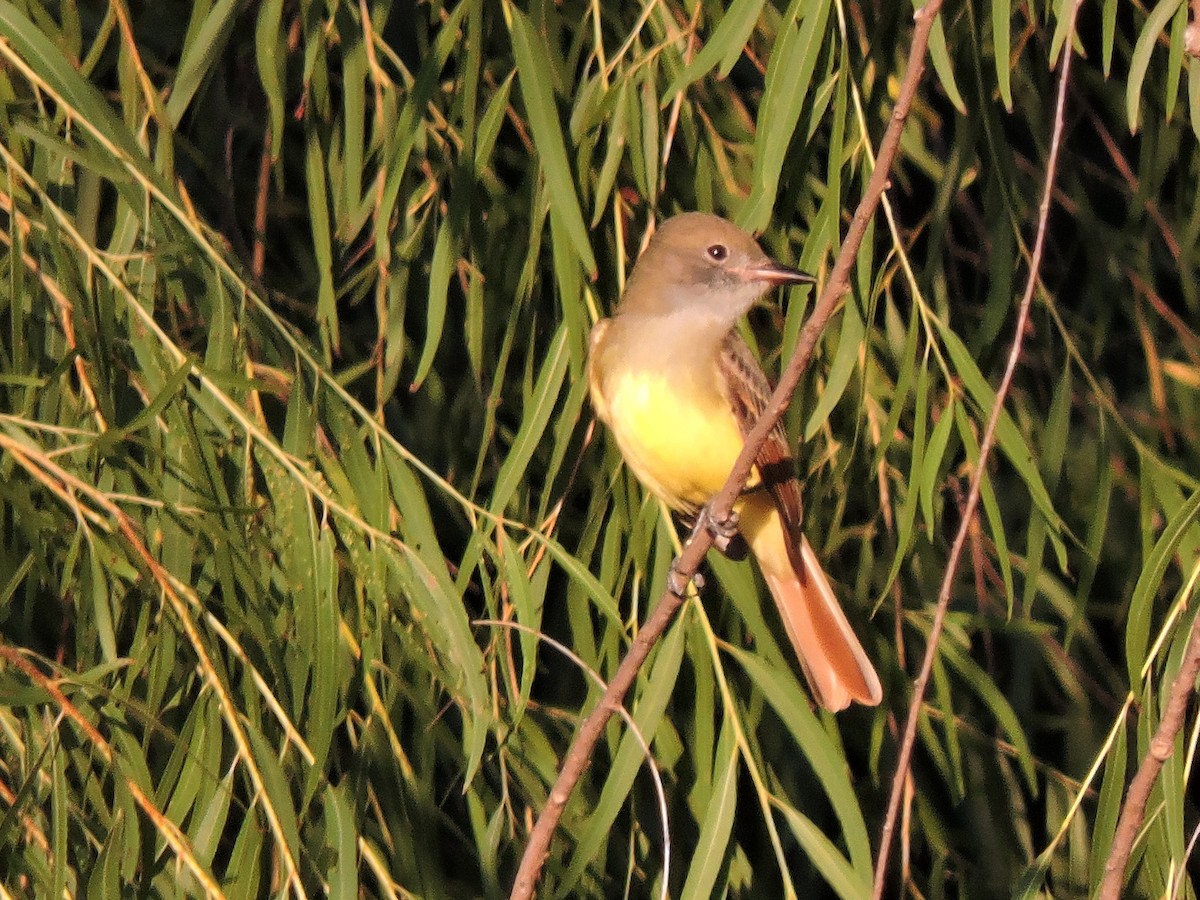 Great Crested Flycatcher - Dianne Duke