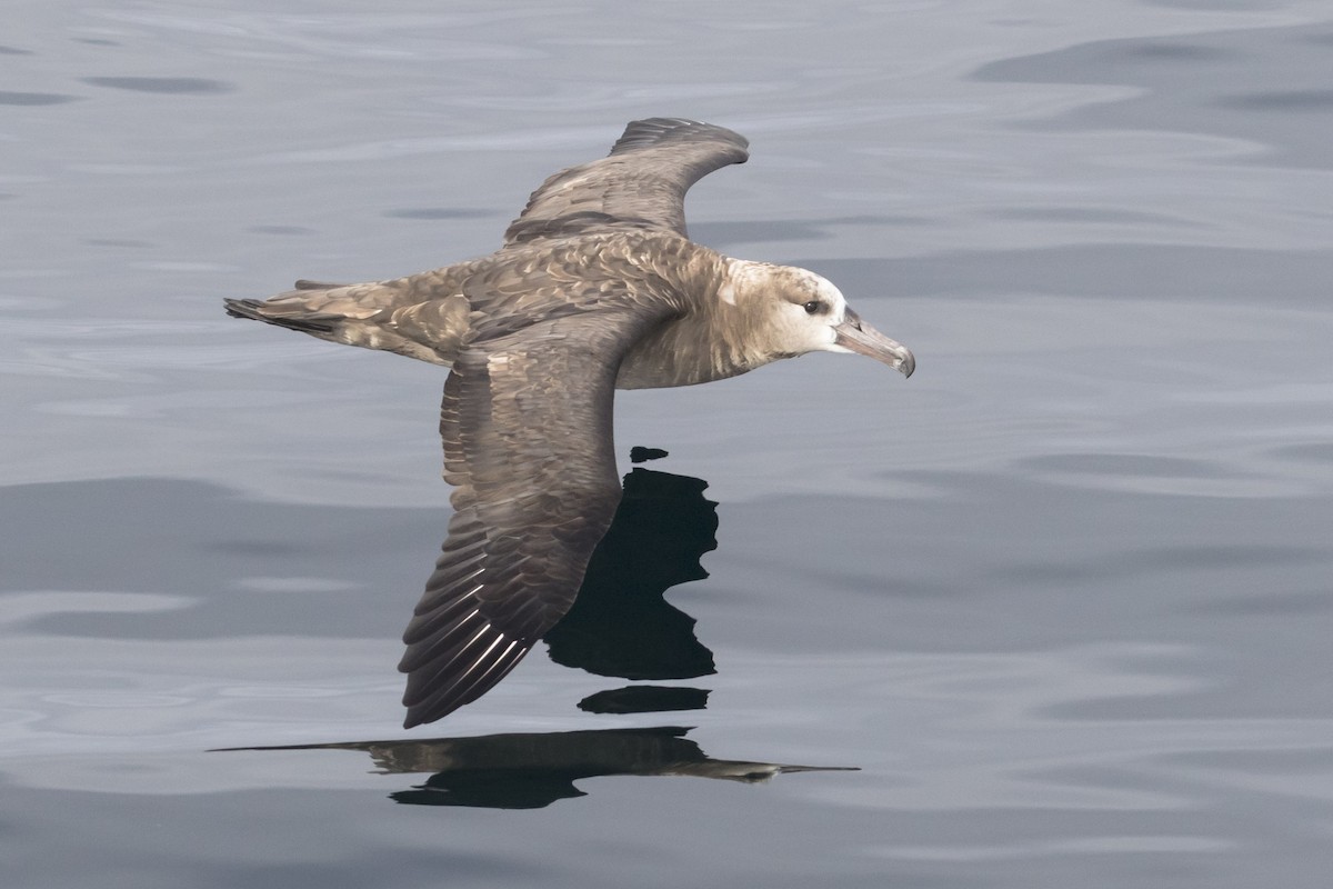 albatros černonohý - ML112679271