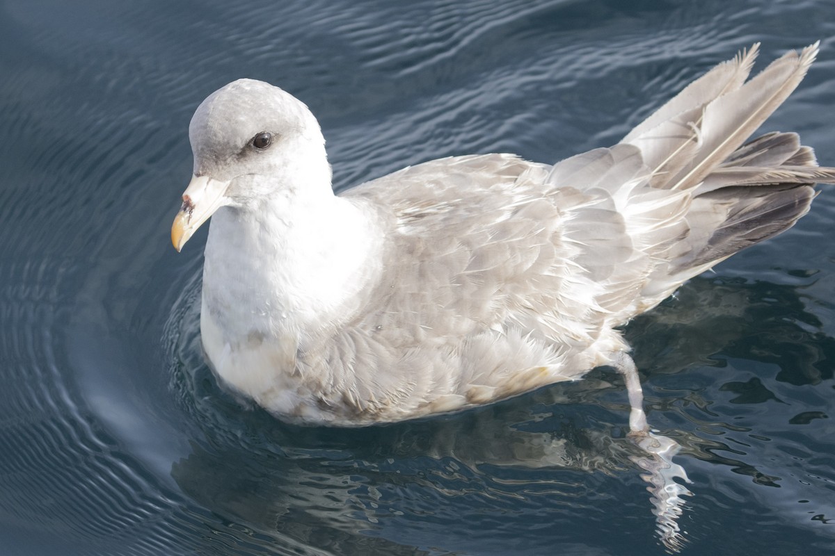 Northern Fulmar - Ken Chamberlain