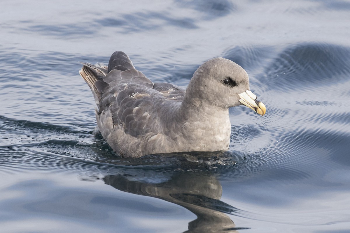 Northern Fulmar - ML112679371