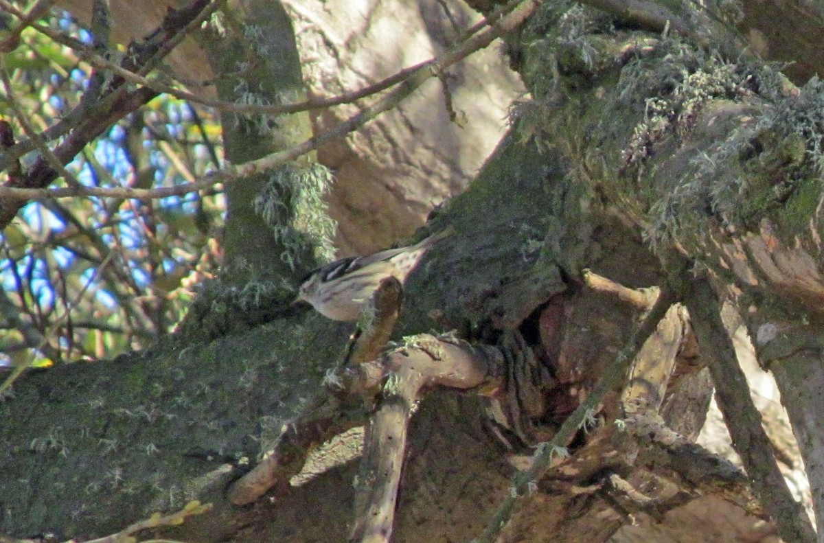 Black-and-white Warbler - ML112679521