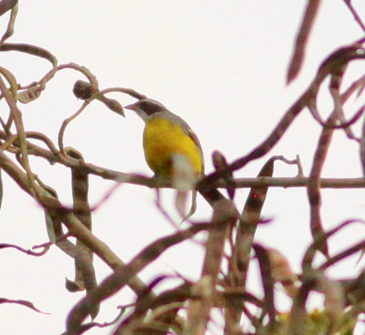 Cabanis's Bunting (Cabanis's) - ML112680471