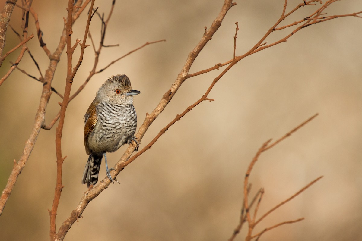 Rufous-winged Antshrike - Daniel Fernandes Perrella