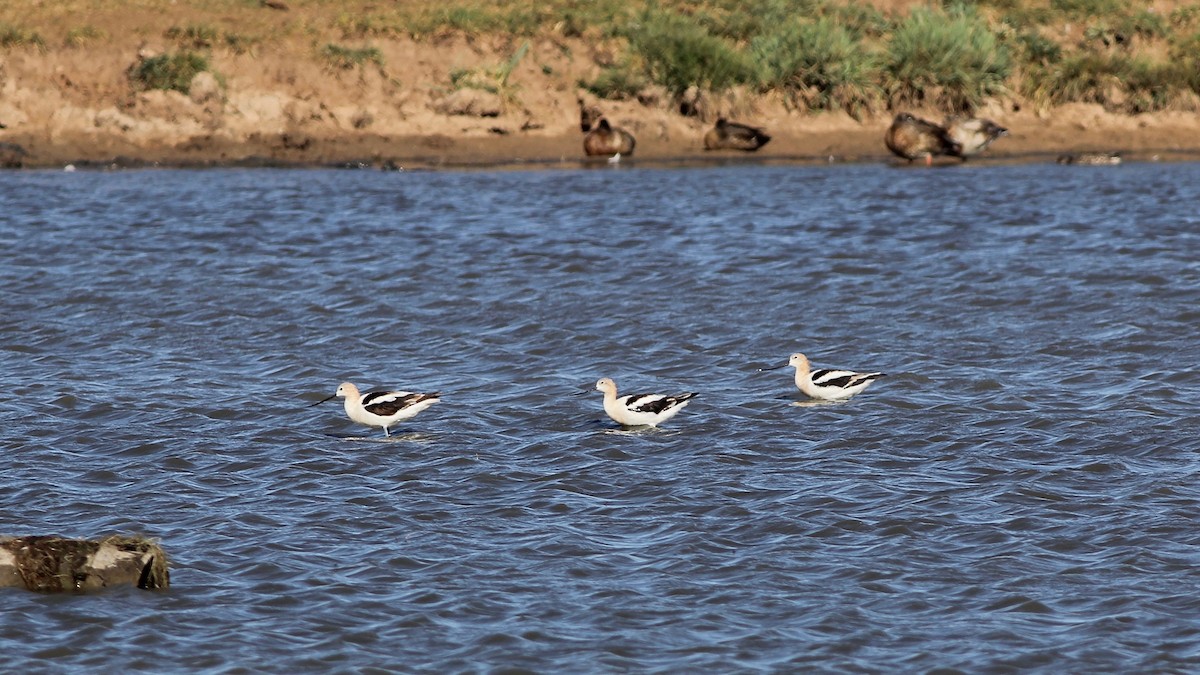 American Avocet - ML112680941