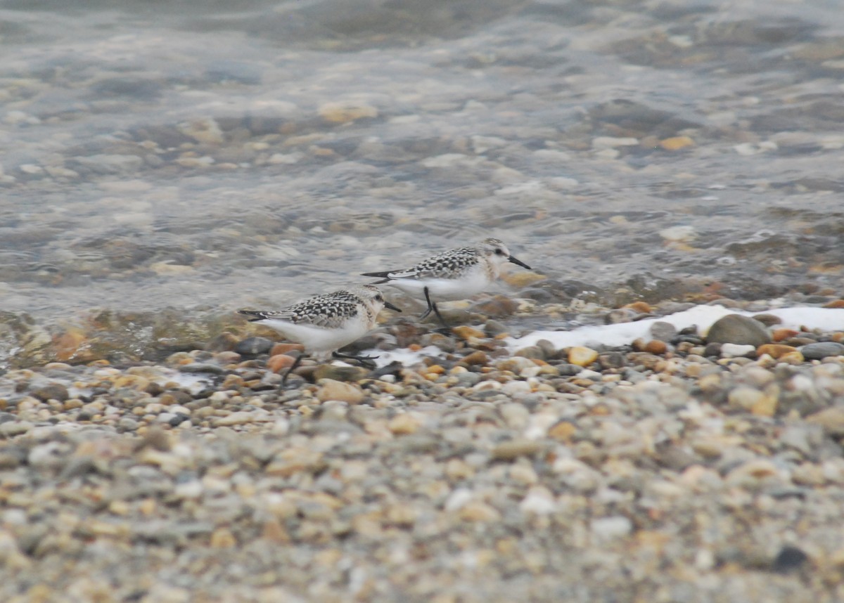 Sanderling - ML112681181