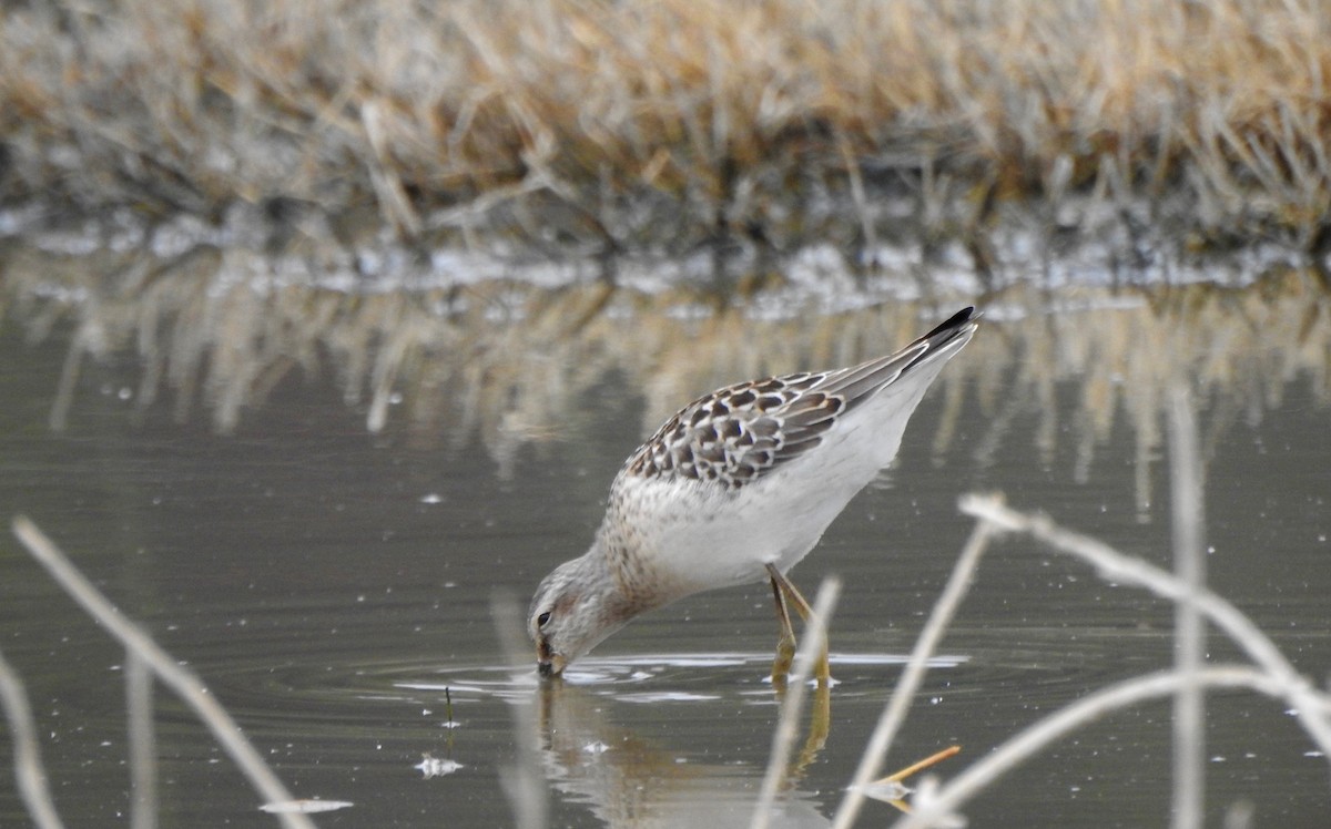 Stilt Sandpiper - ML112681331