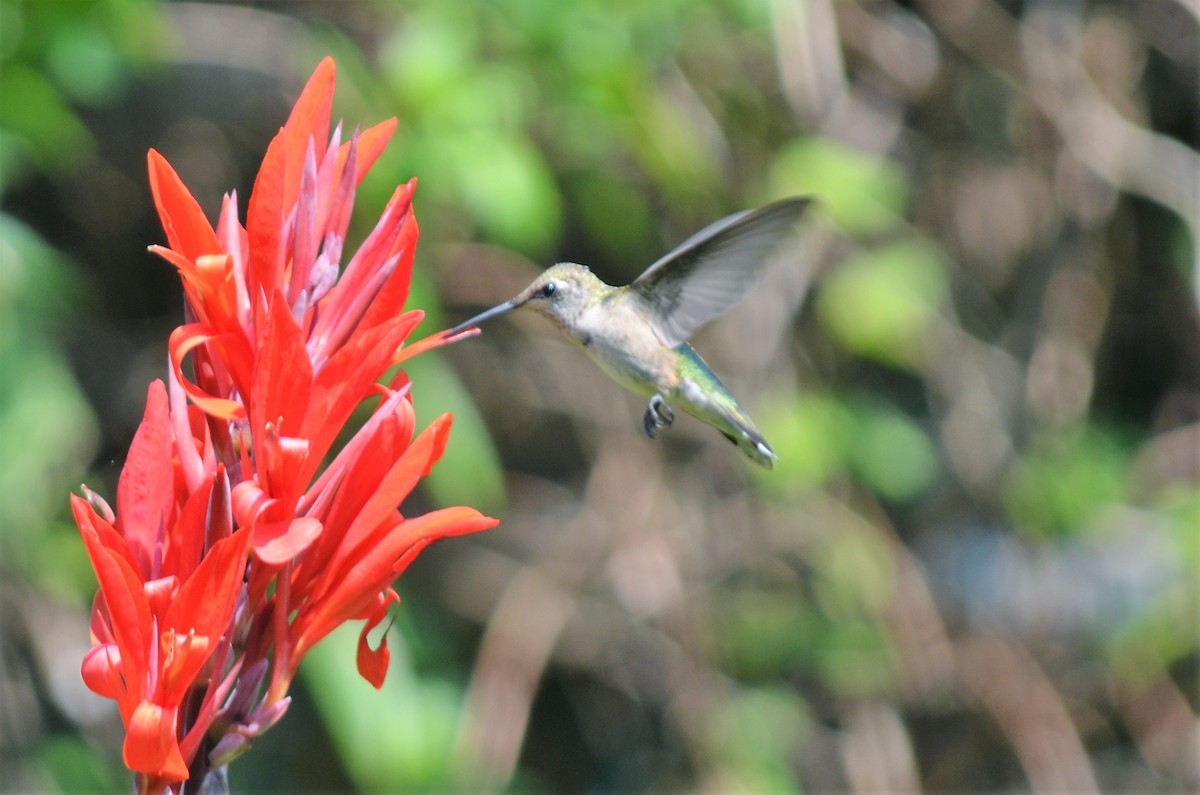 Ruby-throated Hummingbird - ML112681901