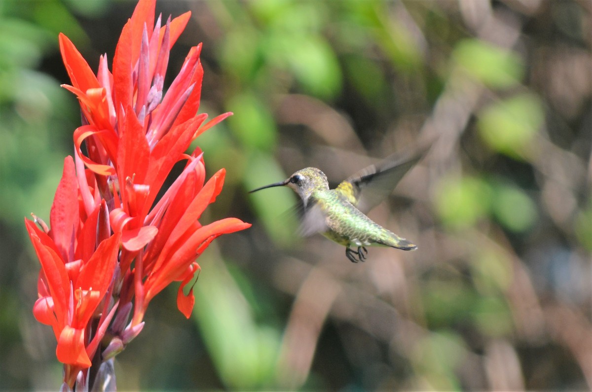 Ruby-throated Hummingbird - ML112681951