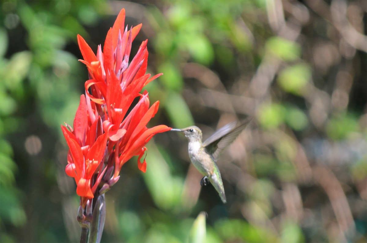 Ruby-throated Hummingbird - ML112681971