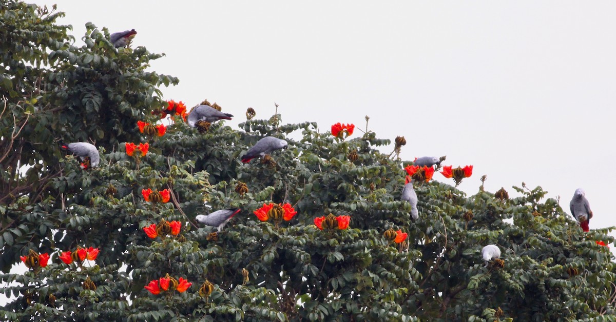 Gray Parrot (Gray) - ML112682091