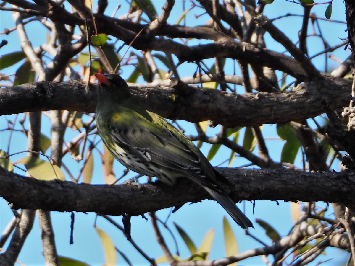Olive-backed Oriole - ML112684011