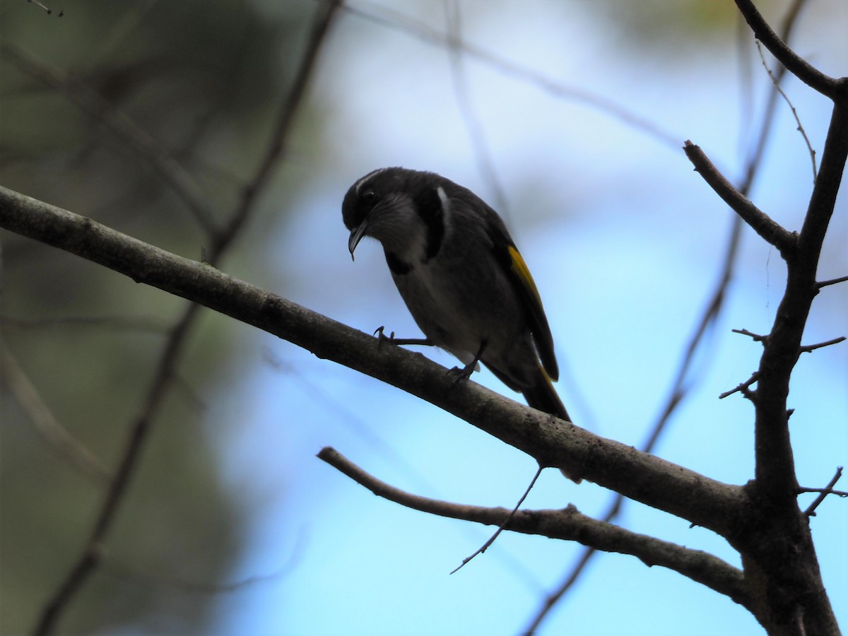 Crescent Honeyeater - ML112684761