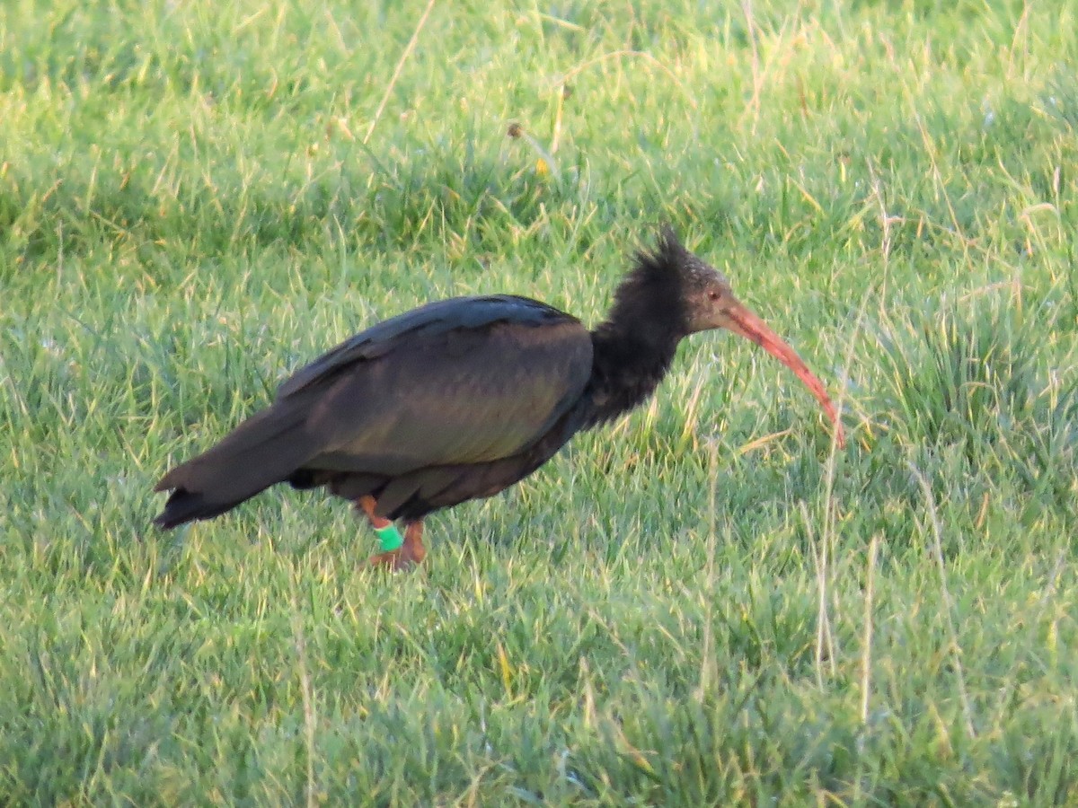 ibis skalní - ML112685691