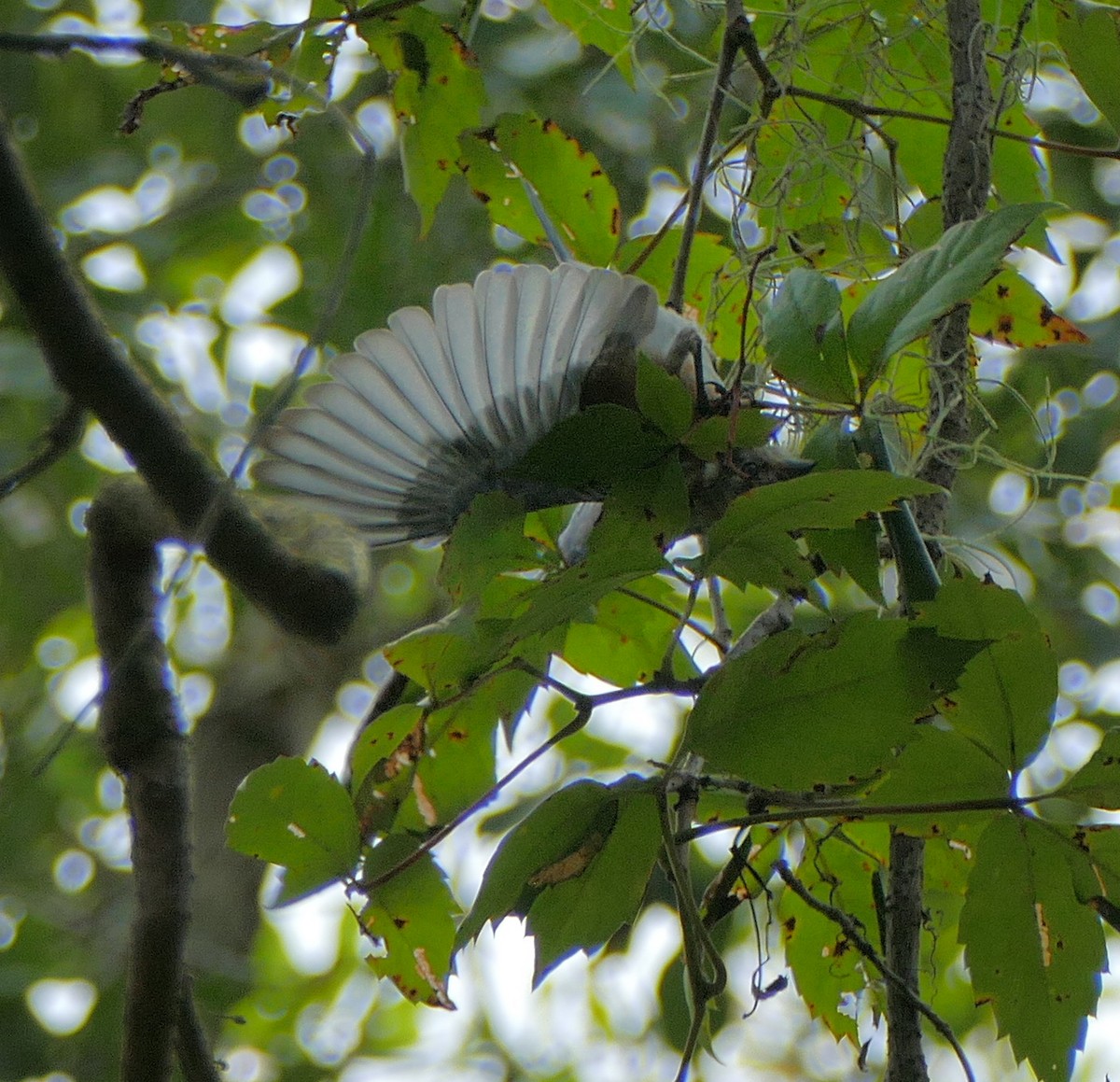 Eastern Bluebird - ML112685721