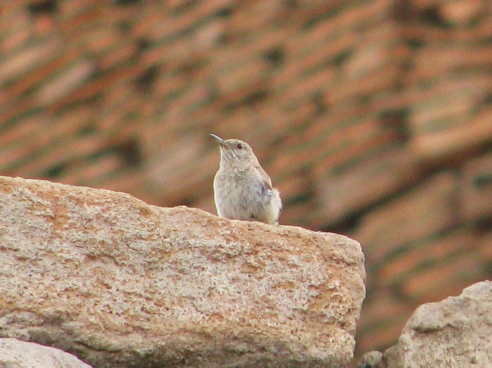Rock Wren - ML112686071