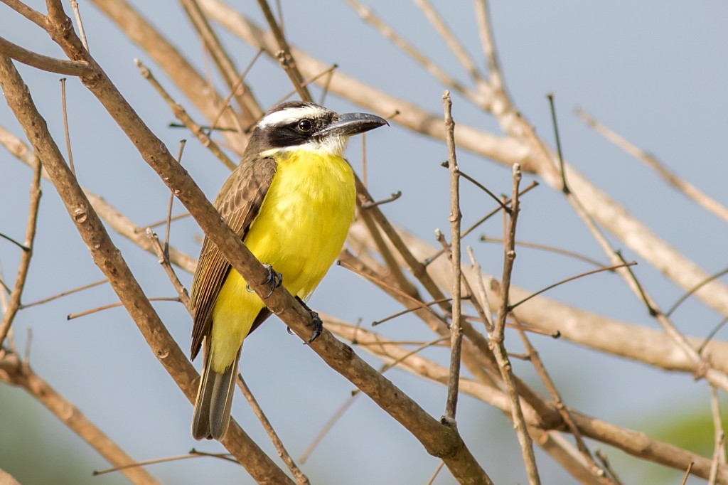 Boat-billed Flycatcher - ML112686521