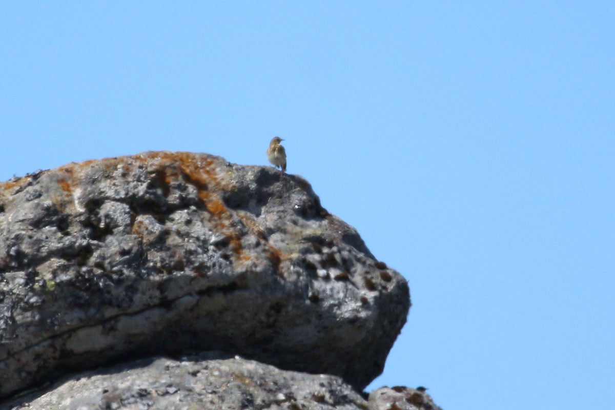 Tree Pipit - Ricardo Brandao