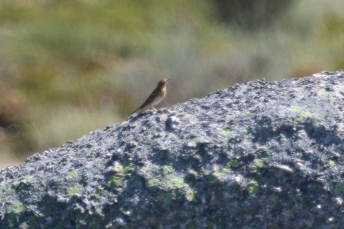 Tree Pipit - ML112689801