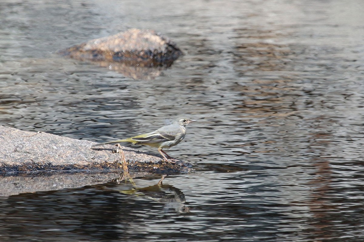 Gray Wagtail - ML112691001