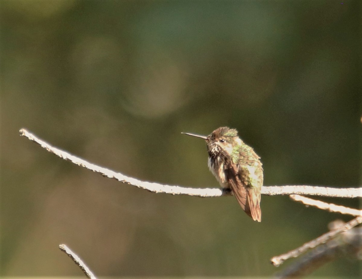 Calliope Hummingbird - Mary Erickson